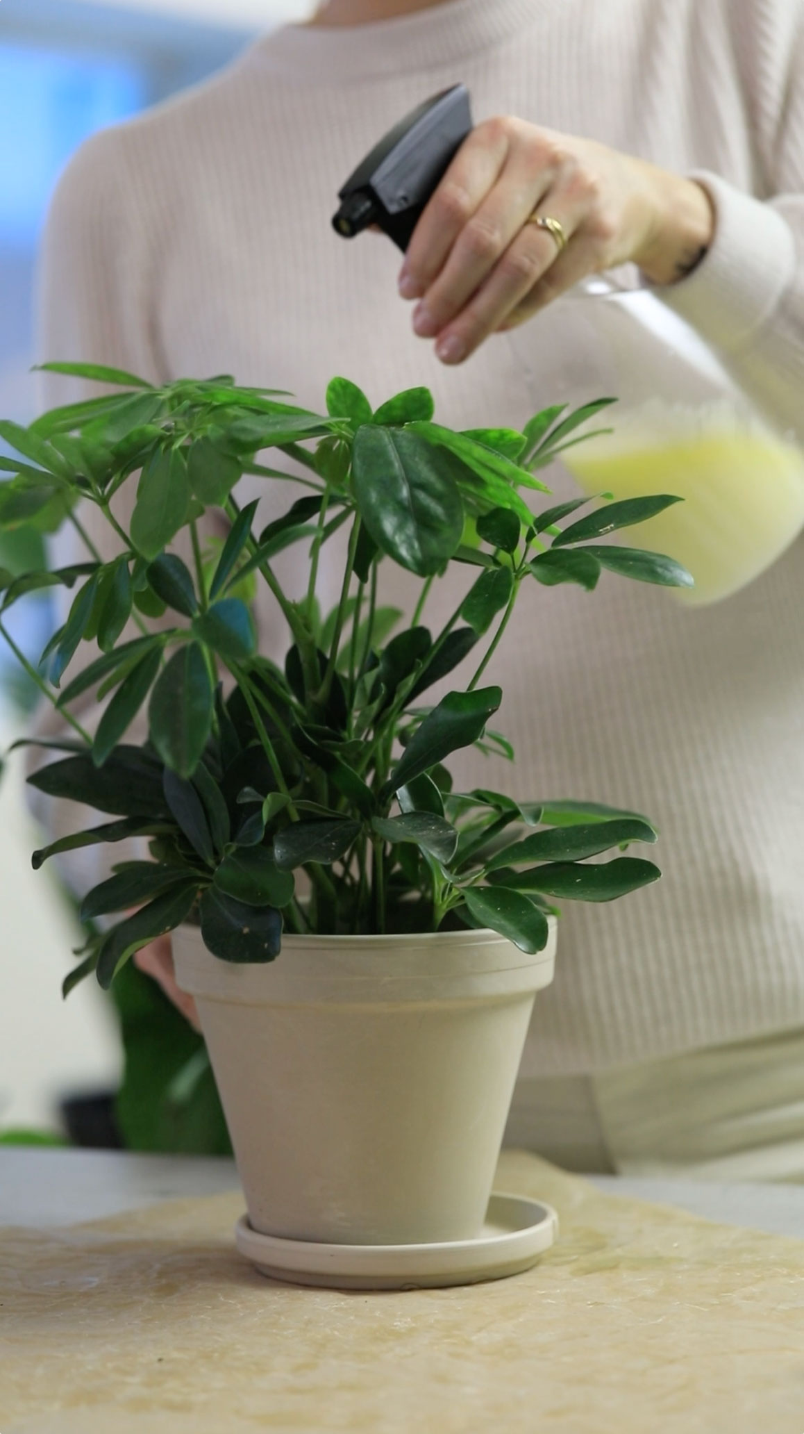 Bli kvitt skadedyr p&aring; planter